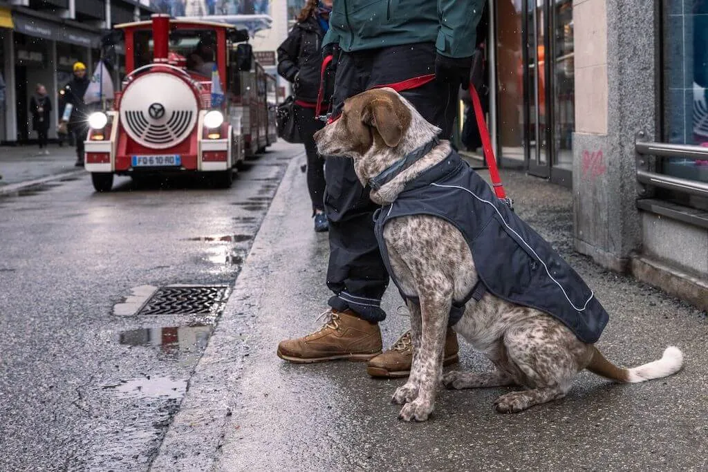 Overcoat Fuse Dog Jacket - Dog Coat with a Built-in Harness!